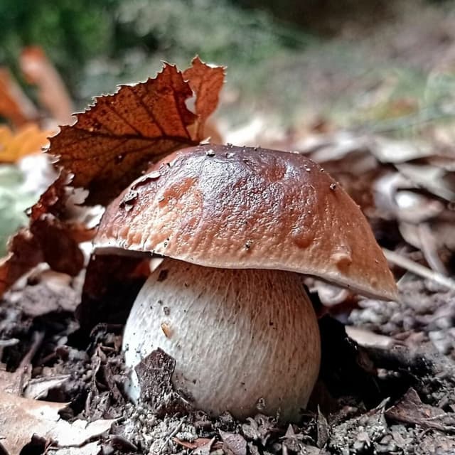 Cep image
