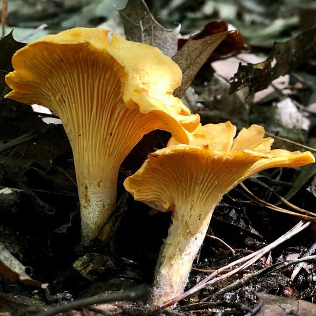 Chanterelle image