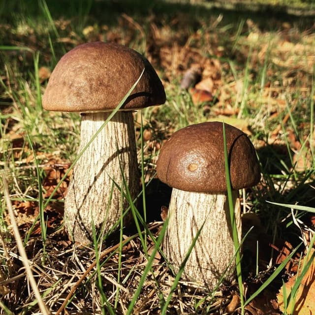 Rough boletus image